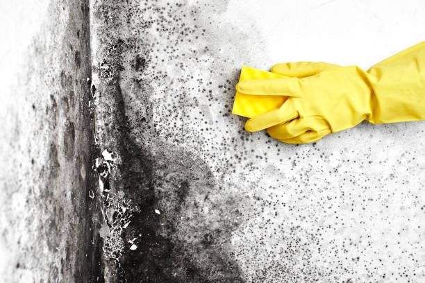 Best Commercial Mold Removal  in Mulberry, AR