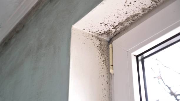 Best Emergency Mold Removal  in Mulberry, AR