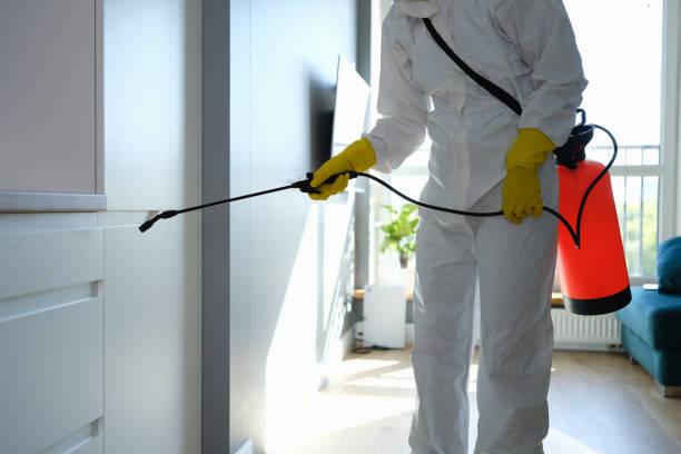 Attic Mold Removal in Mulberry, AR
