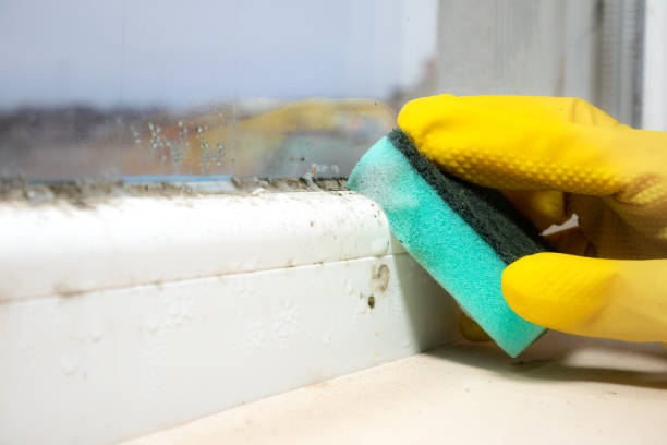 Best Mold Removal Company Near Me  in Mulberry, AR
