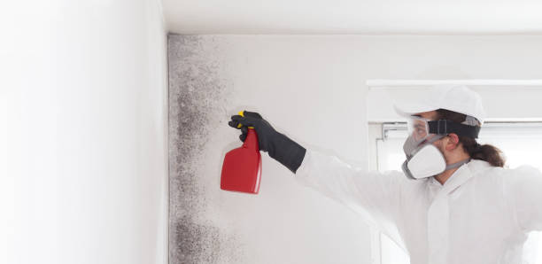 Professional Mold Removal in Mulberry, AR