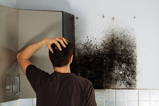 Best Toxic Mold Removal  in Mulberry, AR