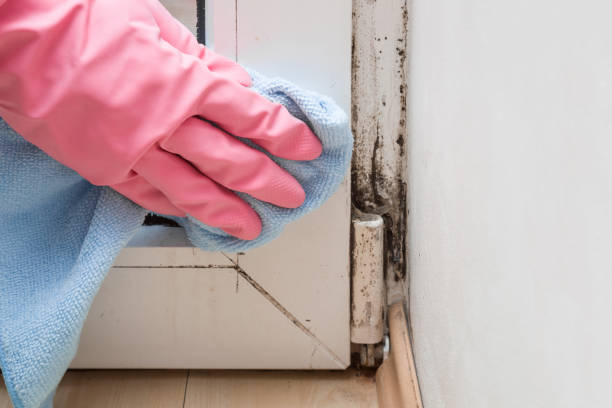 Best Best Mold Removal Companies  in Mulberry, AR