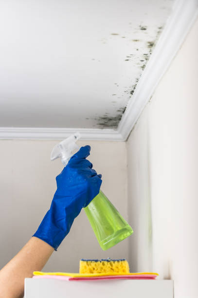 Best Same-Day Mold Removal  in Mulberry, AR